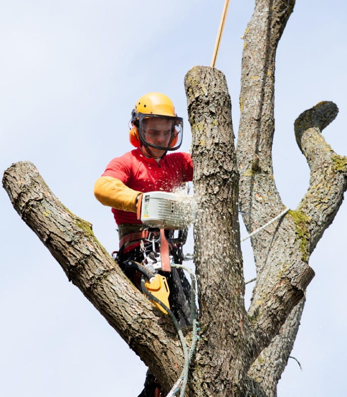 Élagueur professionnel coupant une branche avec une tronçonneuse en toute sécurité