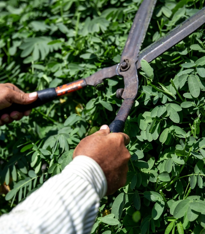 Jardinier taillant des arbustes avec un grand sécateur pour entretenir la végétation