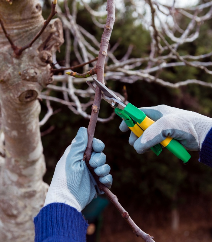 Taille manuelle d’une jeune branche avec un sécateur pour favoriser la bonne croissance de l’arbre
