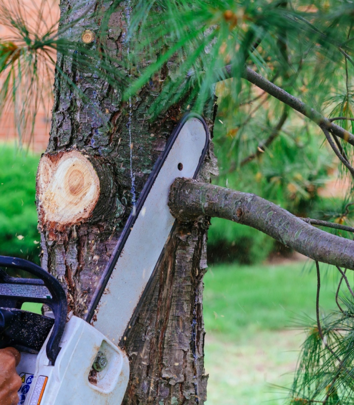 Tronçonneuse coupant une branche lors d’un travail d’élagage sur un arbre adulte