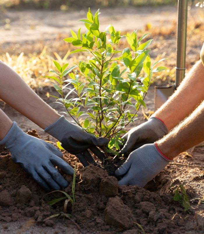 Analyse et soin du système racinaire lors de la plantation d’un jeune arbre